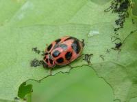 V-Marked Lady Beetle