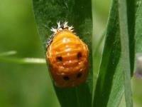 Lady Beetle Pupa