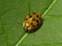 Multicolored Asian Lady Beetle