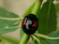 Lady Beetle