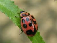 V-marked Lady Beetle