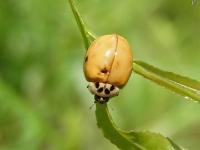 Multicolored Asian Lady Beetle