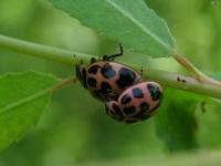 V-Marked Lady Beetles