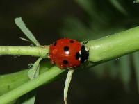 Seven Spotted Lady Beetle