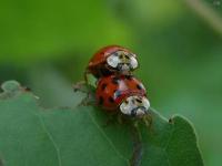 Multicolored Asian Lady Beetle