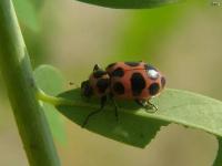 Spotted Lady Beetle