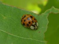 Multicolored Asian Lady Beetle