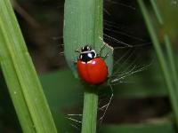 Spotless Lady Beetle