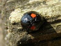 Twice-stabbed Lady Beetle