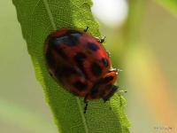 V-marked Lady Beetle w/ overload on black