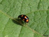 Orange Spotted Lady Beetle