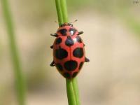 Spotted Lady Beetle