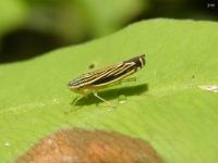 Sharpshooter Leafhopper