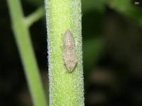 Leafhopper nymph