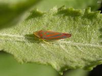 Red-banded Leafhopper