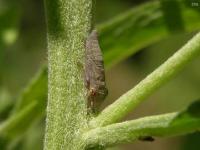 Leafhopper nymph