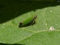 Leafhopper