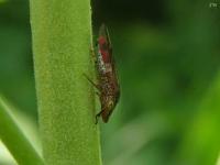 Glassy-winged Sharpshooter Leafhopper