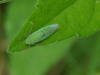 Sharpshooter Leafhopper