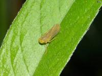 Leafhopper