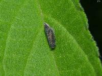 Leafhopper