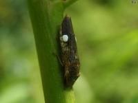 Glassy winged Sharpshooter Leafhopper