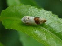 Leafhopper