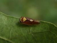 Leafhopper