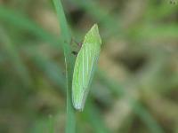 Sharpshooter Leafhopper