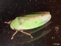 Leafhopper