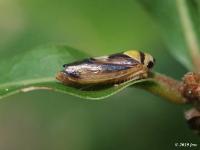 Leafhopper