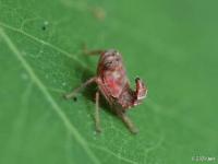 Leafhopper nymph