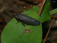 Speckled Sharpshooter Leafhopper