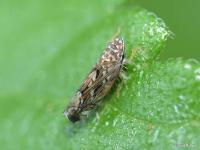 Leafhopper