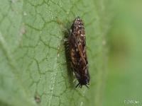 Leafhopper