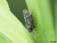 Leafhopper