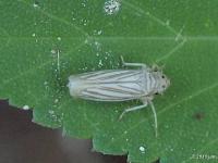 Sharpshooter Leafhopper