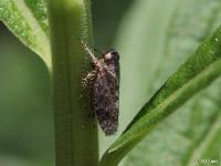 Leafhopper