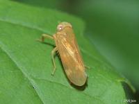 Leafhopper