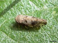 Leafhopper