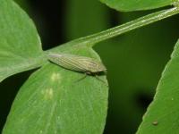 Sharpshooter Leafhopper