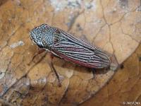 Sharpshooter Leafhopper