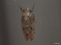 Leafhopper