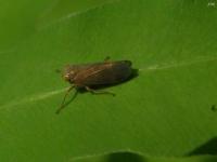 Leafhopper