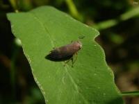 Leafhopper