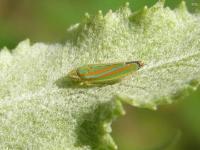 Sharpshooter Leafhopper