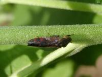 Glassy-winged Sharpshooter Leafhopper