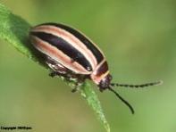 Flea Beetle