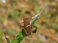 Leaf-footed Bug