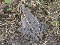 Southern Leopard Frog